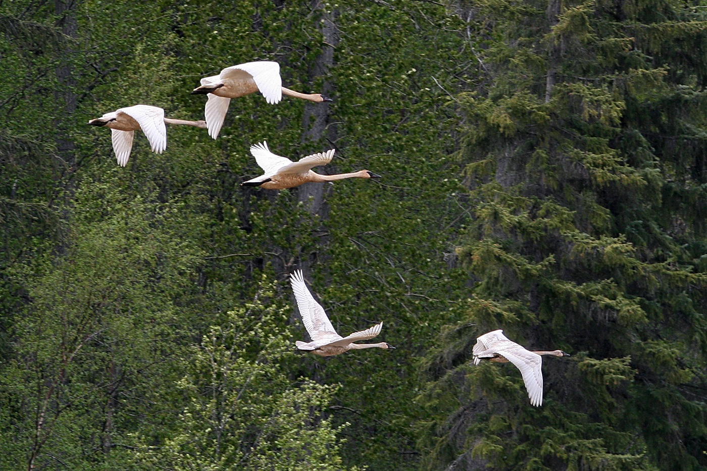 Wildlife on Chilkat River in Haines, Alaska