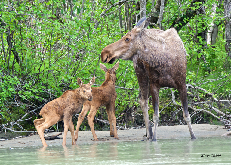 moose and calves