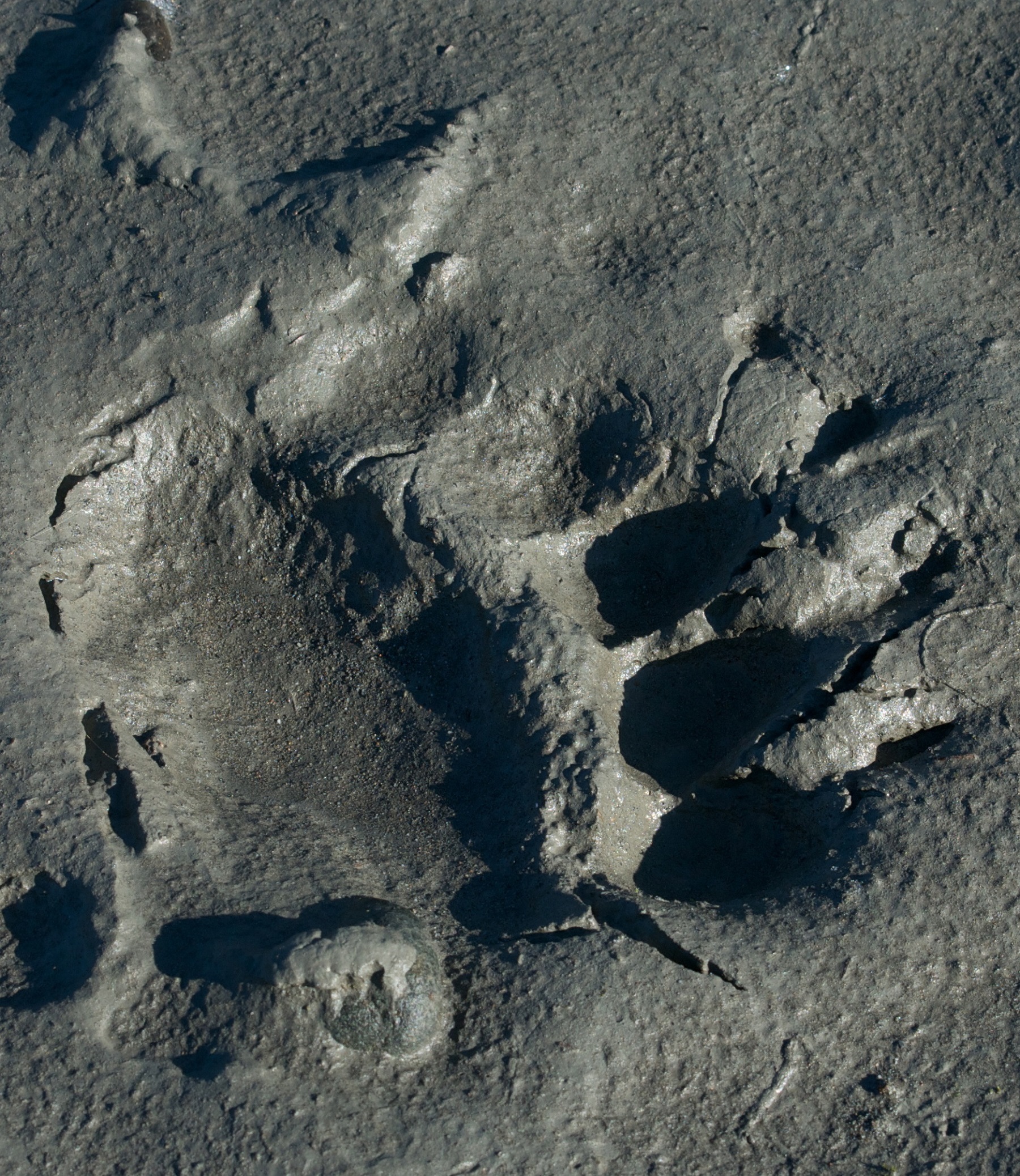 Bear paw track