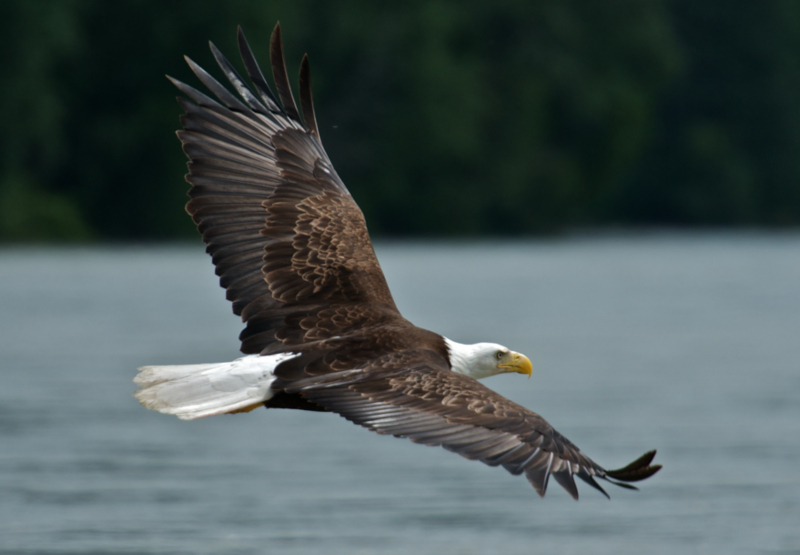 Bald Eagle flying over the fjord